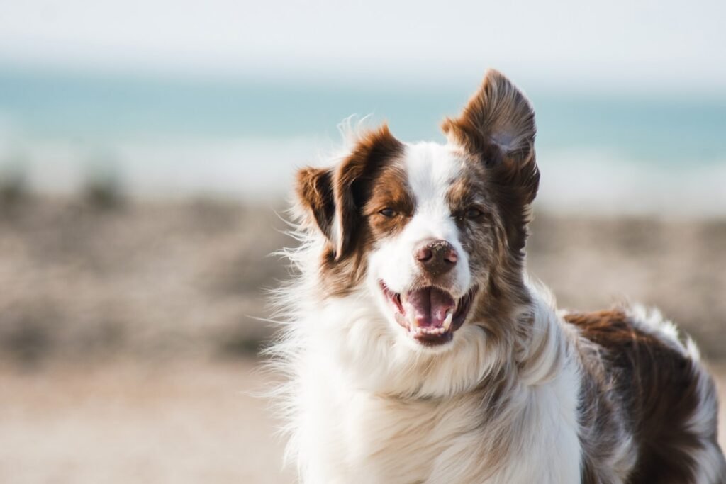 Pooch & Mutt - Expert Technic review and editorial coverage